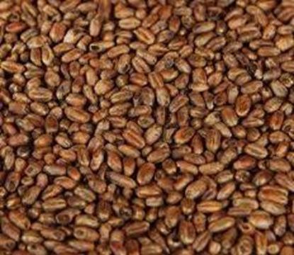 Bild von CARAWHEAT Weizencaramelmalz 1 kg ganz 100 - 130 EBC