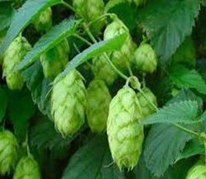 Bild von Rohhopfen Cascade (US) 100 gr