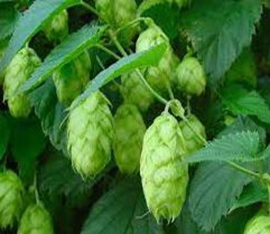 Bild von Rohhopfen Brewers Gold (B,D) 100 gr